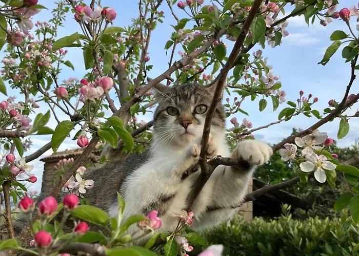 Gornje Baredine 12 Villa